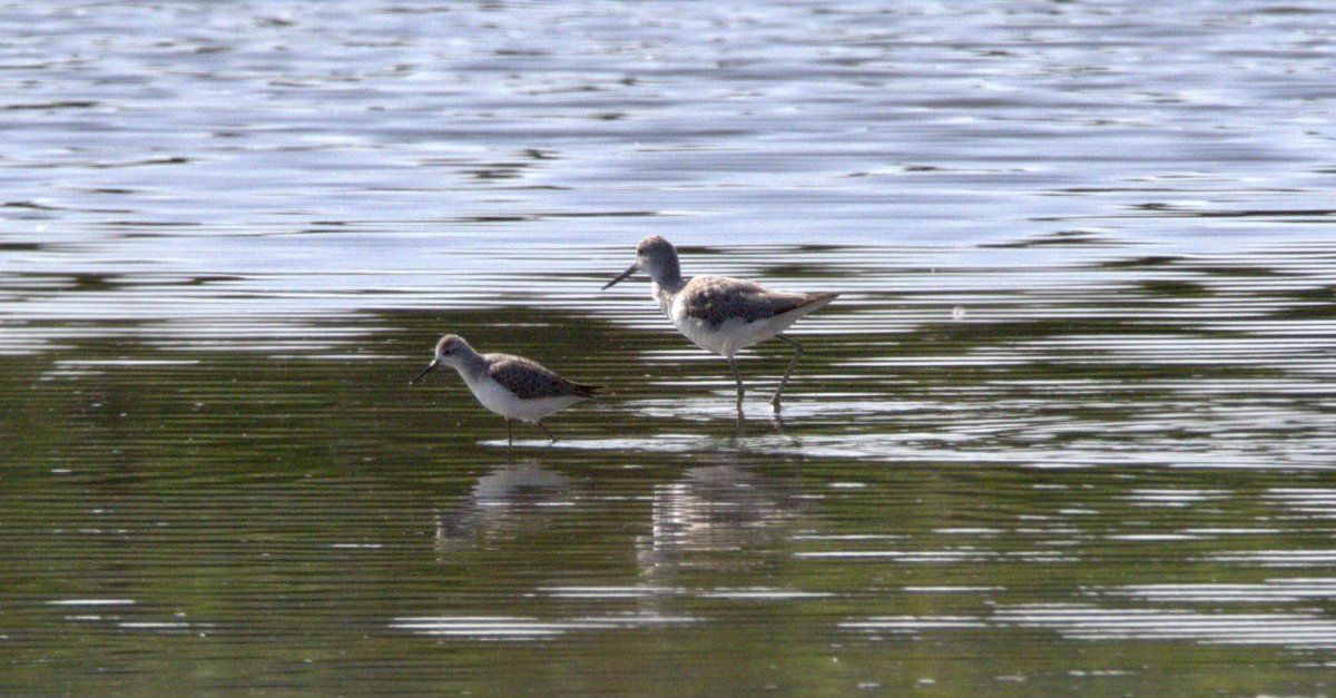 Great to see the Marsh Sandpiper. A really elegant wader and a real treat to watch.