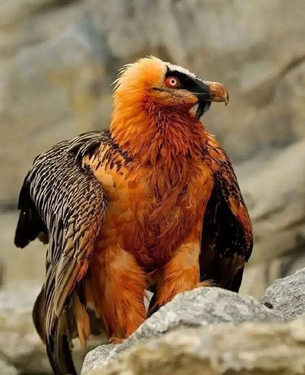 تموم طبیعت دست به دست هم داده برای آزادی ایران و ایرانی.
انقلاب ملی مردم ایران دوباره شعله‌ور میشه اینبار تنها نیستیم.
#همکاری_ملی
#جاویدشاه