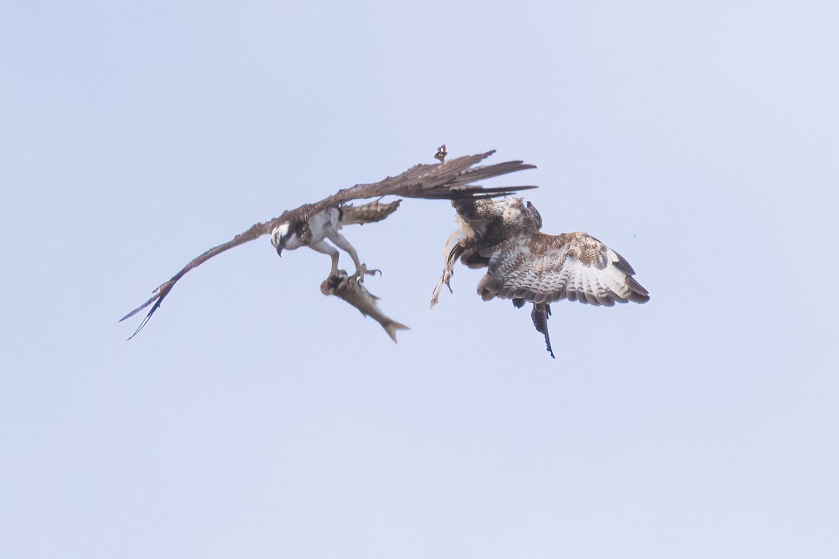 Mark Wright tweet media