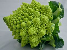 mexevbg369's tweet image. Fractals

Geometric infinity, yet seemingly finite, from our point of view.
#Nature #Fractality