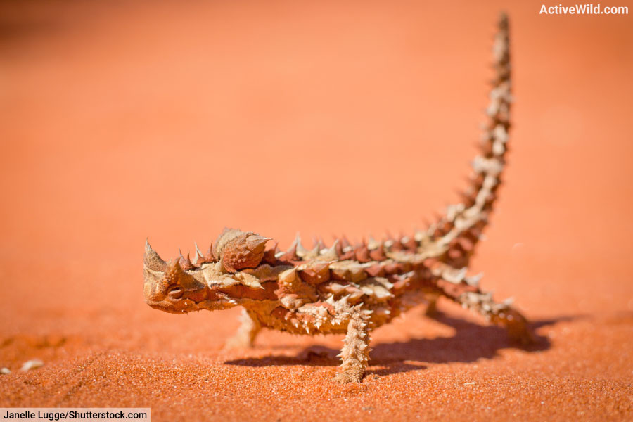 π¨π¦ πͺπΊThe-Olasπ³οΈβππ¬π± (@olas76) on Twitter photo I'm thorny, thorny, thorny.. #ReptilianMusic I'm thorny, thorny, thorny.. #ReptilianMusic
