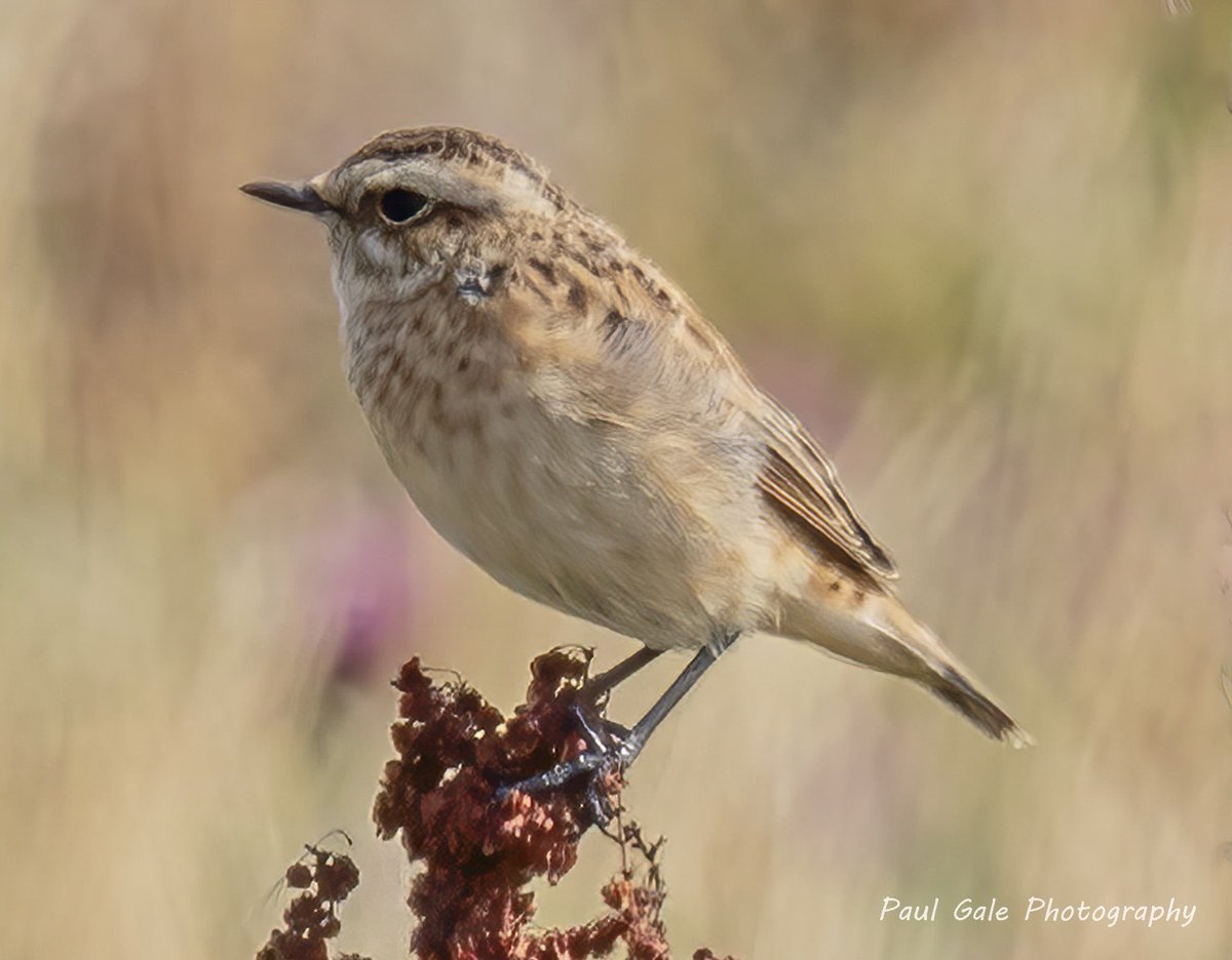 paul gale (@gish74) on Twitter photo Whinchat tonight on Zinc Road <a href="/teesbirds1/">teesbirds</a> <a href="/teeswildlife/">Tees Wildlife</a> <a href="/DurhamBirdClub/">Durham Bird Club</a> <a href="/nybirdnews/">NorthYorksBirdNews</a> <a href="/NatureUK/">NatureUK</a> <a href="/Natures_Voice/">RSPB</a> <a href="/WildlifeMag/">BBC Wildlife</a> <a href="/BBCSpringwatch/">BBC Springwatch</a> <a href="/CanonUKandIE/">Canon UK and Ireland</a> #birds #birdphotography #wildlifephotography #NaturePhotography #canonphotography #BBCWildlifePOTD Whinchat tonight on Zinc Road <a href="/teesbirds1/">teesbirds</a> <a href="/teeswildlife/">Tees Wildlife</a> <a href="/DurhamBirdClub/">Durham Bird Club</a> <a href="/nybirdnews/">NorthYorksBirdNews</a> <a href="/NatureUK/">NatureUK</a> <a href="/Natures_Voice/">RSPB</a> <a href="/WildlifeMag/">BBC Wildlife</a> <a href="/BBCSpringwatch/">BBC Springwatch</a> <a href="/CanonUKandIE/">Canon UK and Ireland</a> #birds #birdphotography #wildlifephotography #NaturePhotography #canonphotography #BBCWildlifePOTD