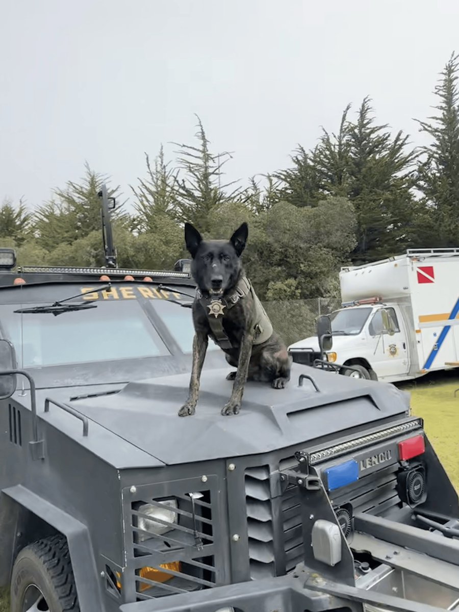 SLOSheriff's tweet image. Today K9 Mando turns 5 — that’s one whole paw! From training days to working alongside his handler keeping our community safe, Mando is an incredible part of our Sheriff’s Office family.

Drop your birthday wishes for K9 Mando in the comments below!

#SLOSheriff #K9Mando…