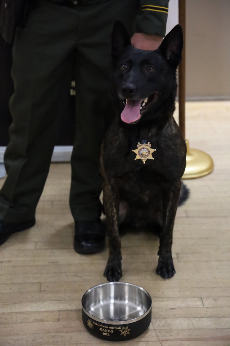 SLOSheriff's tweet image. Today K9 Mando turns 5 — that’s one whole paw! From training days to working alongside his handler keeping our community safe, Mando is an incredible part of our Sheriff’s Office family.

Drop your birthday wishes for K9 Mando in the comments below!

#SLOSheriff #K9Mando…