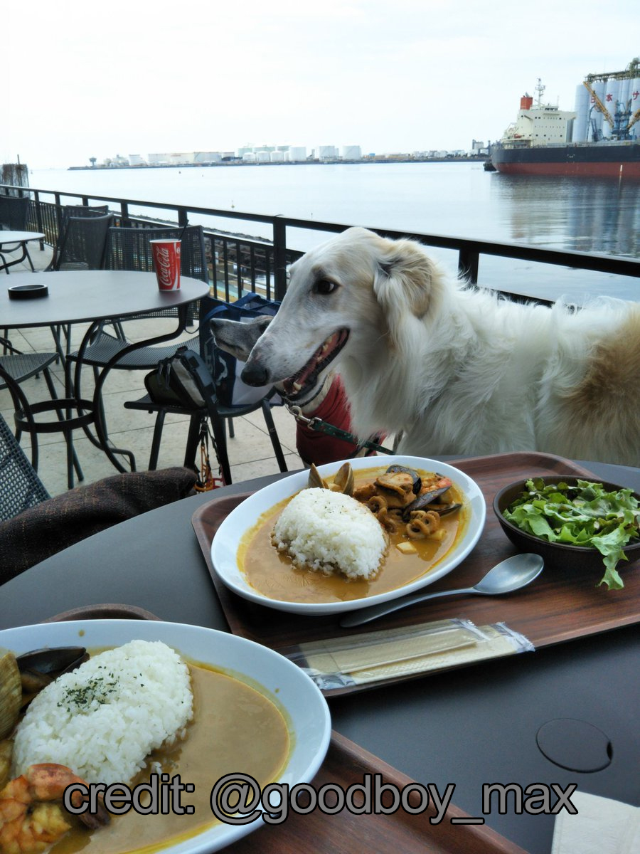 Borzoibot (ON BSKY NOW!) (@borzbot) on Twitter photo 