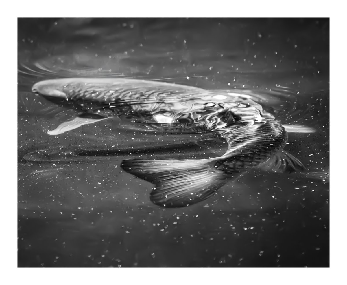 stuartminnikin's tweet photo. A big summer chub surface feeding in the almost stagnant middle reaches of a Yorkshire Dales river.
#chub #coarsefishing #coarsefish #coarsefishinguk #yorkshire #yorkshiredales #fish https://t.co/cTHmNzzybK