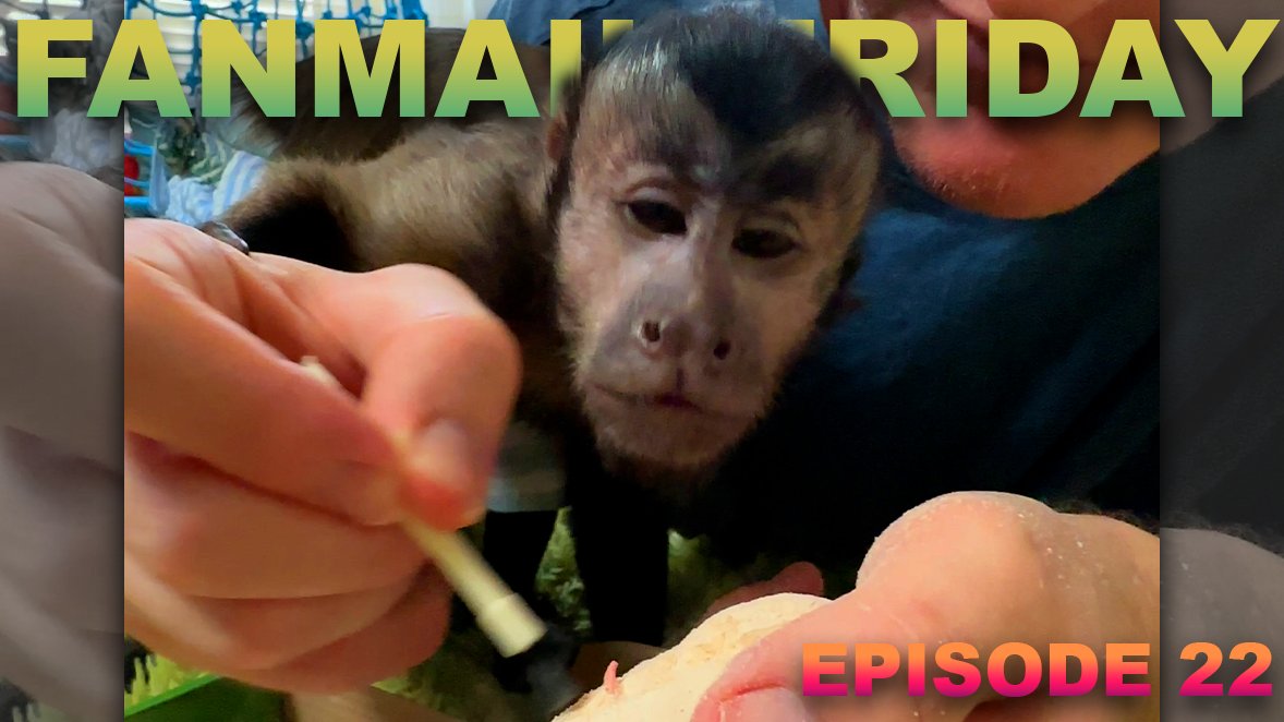 heresyourmonke1's tweet photo. Nash channels his inner paleontologist with extreme focus 🐒‼️ #fanmailfriday #animalsdoingthings #nashthemonkey #capuchin #funny #cute #cuteanimals
https://t.co/SOyLJznHQQ
https://t.co/3wqB71zE45 https://t.co/EQ7bup8JOe