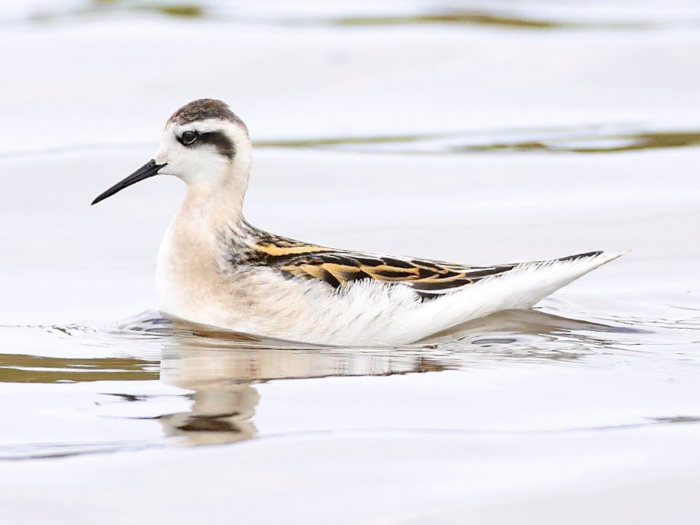 Natuur van de Rhoonse Polder tot de Top van Texel tweet media