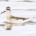 Photo by Natuur van de Rhoonse Polder tot de Top van Texel (@TopvanTexel)