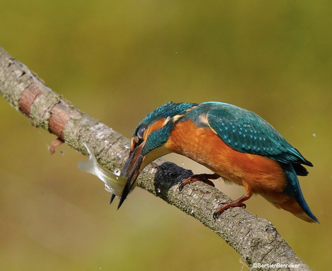 Laatste van de serie #ijsvogel #kingfisher #NaturePhotography