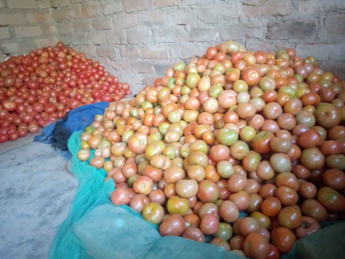 Maseko the Farmer tweet media