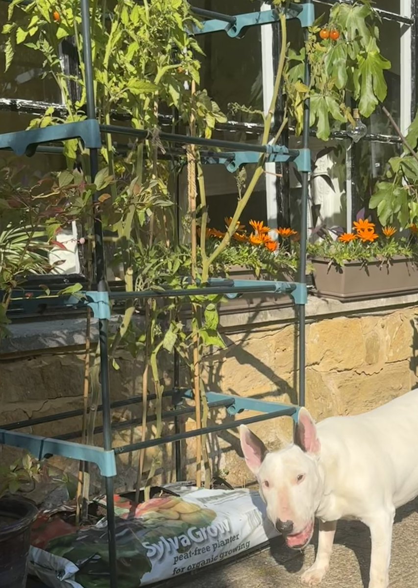 Jagogirl tweet media