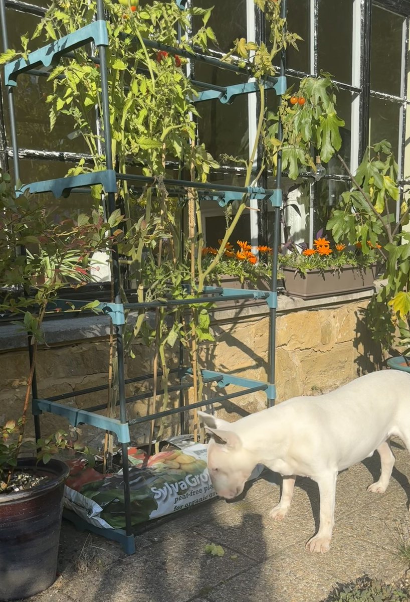 Jagogirl tweet media