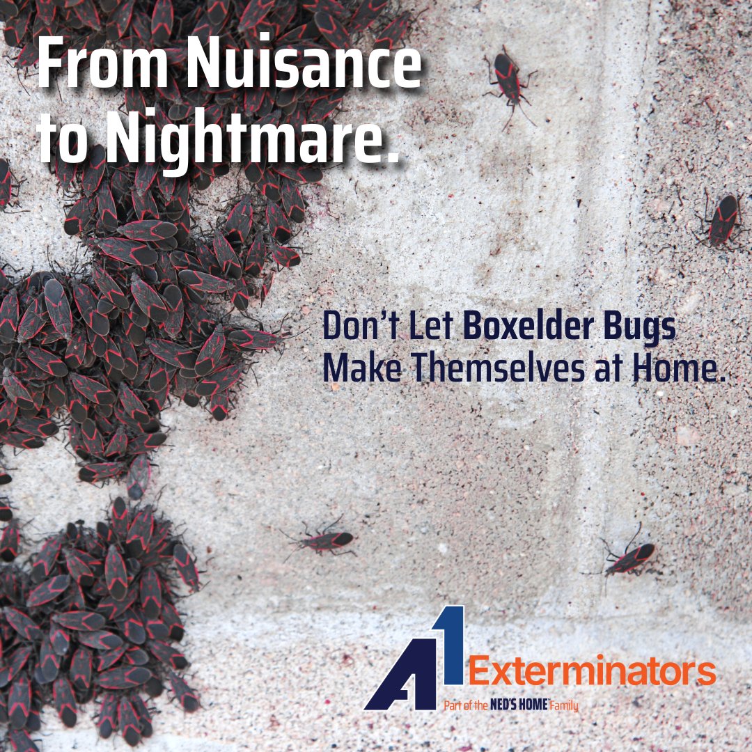 A1Exterminators's tweet image. Boxelder bugs love to crash the party on sunny days— but don&apos;t worry, we&apos;ll send them packing before they overstay their welcome! Call
(855) 601-0691 today!
#alexterminators #exterminator #pestcontrol
#boxelderbugcontrol