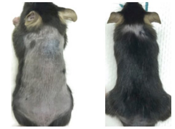 $RAPTOR Longevity Bull Case

Exhibit A 💈🐁🪮

SMER28 regenerates hair in mice via autophagy boosting!

(you’ll get a kick out of this <a href="/HairDAO_/">HairDAO 💈</a>)