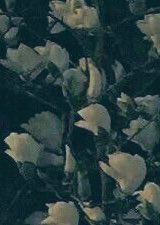 ‍ ‍ ‍ ‍ ‍ ❀༉ ┆ 𝐼𝘴𝘢𝘣𝘦𝘭𝘭𝘢 tweet media