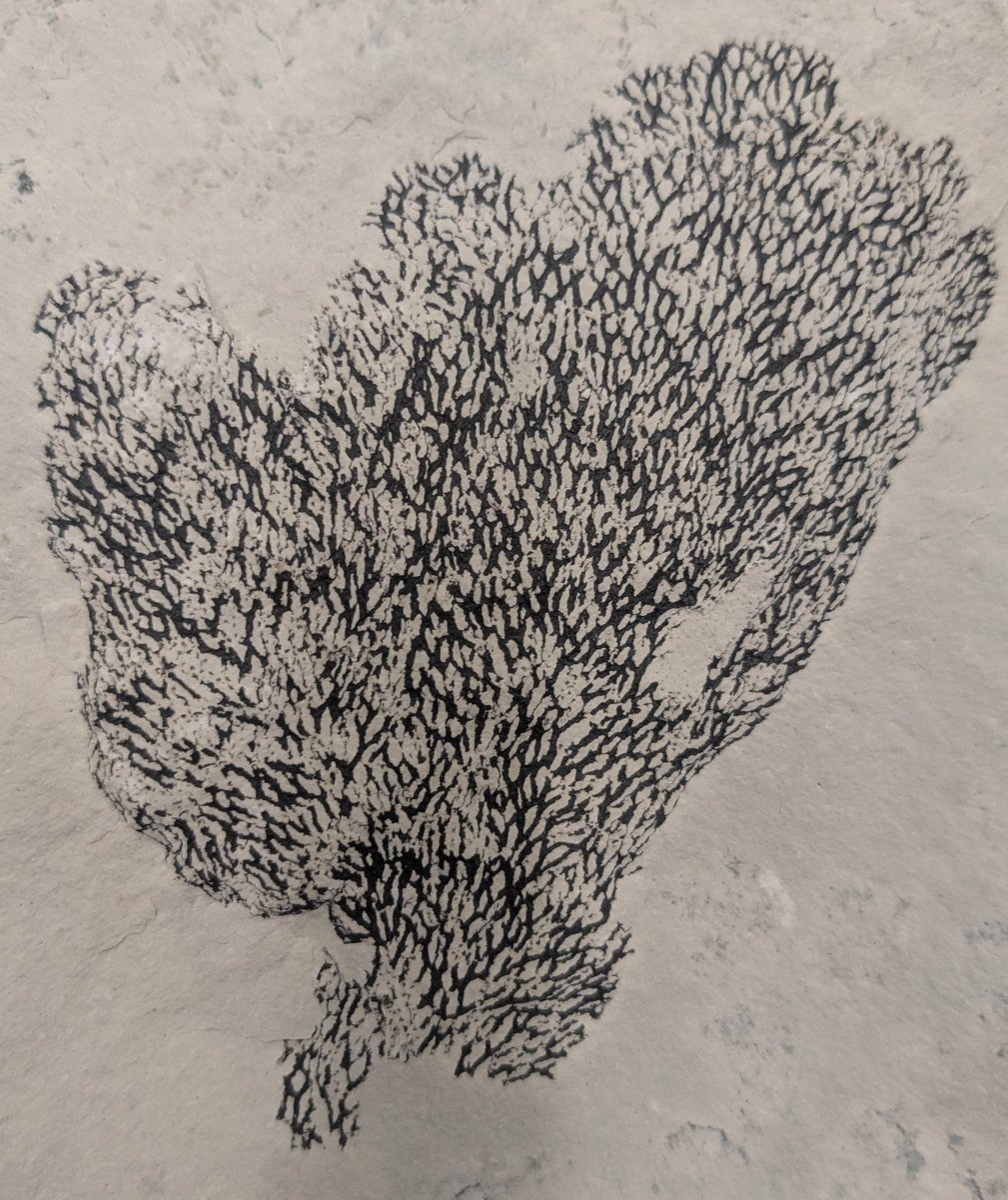 CambroJoe's tweet image. A beautifully preserved dendroid #graptolite from the Cat Head Member, Red River Formation. Graptolites are an extinct group of hemichordates, a little-known phylum related to #echinoderms and #vertebrates! 
#FossilFriday #ManitobaFossils #Ordovician