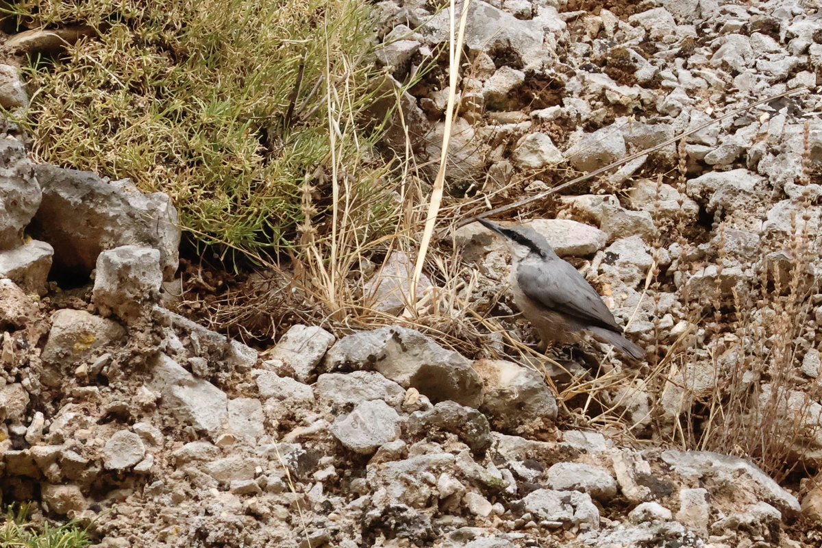 Ben Collins-Smith tweet media