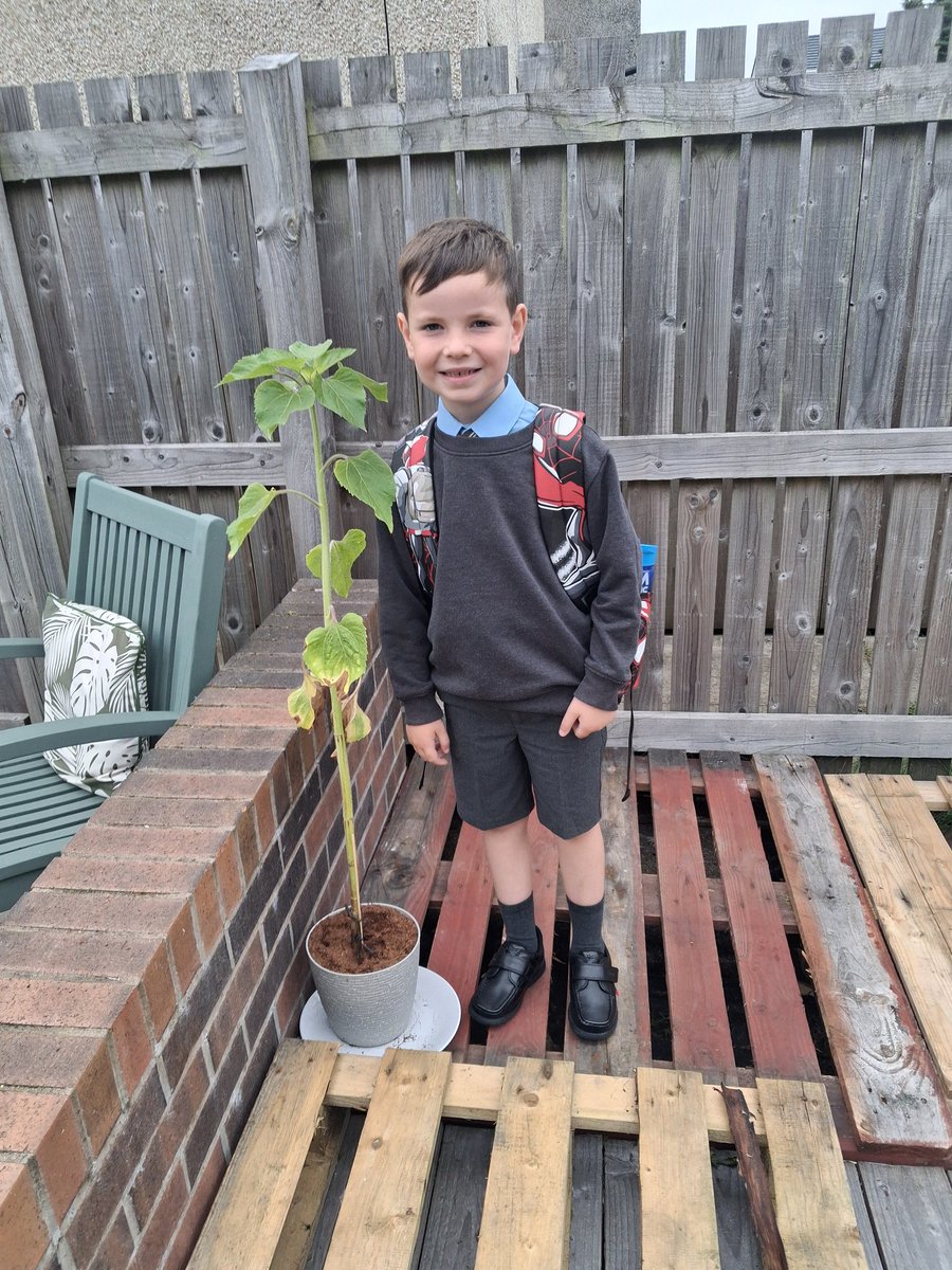 KatyTho71377077's tweet photo. Is sunflower getting super big !! 🌻 @MrsLeeStFrancis @StFrancisPG https://t.co/Q7V8tENsMH