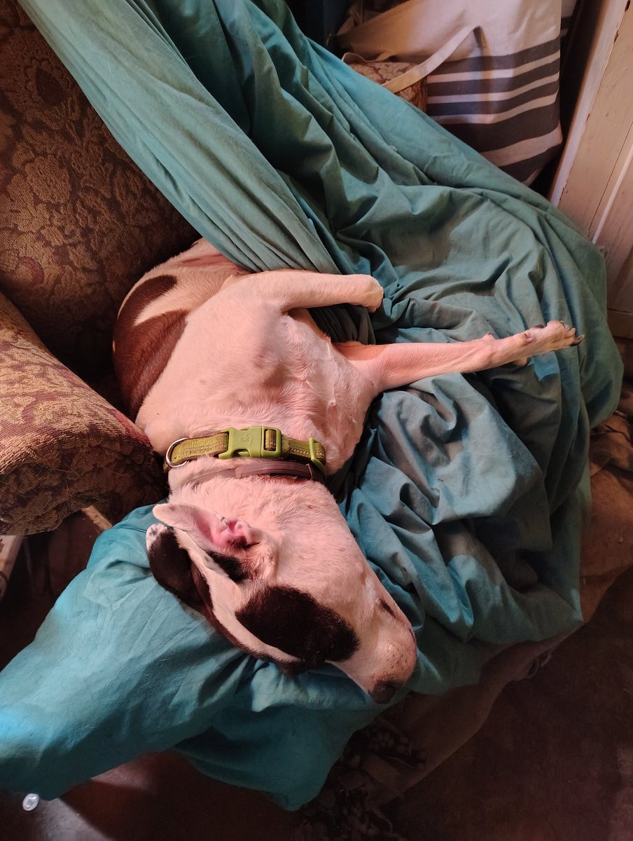 Mo madra anam... my soul dog, Magnolia (Noli). Thank you for reaching me, sweet girl. And for the ridiculous poses. #DogTax