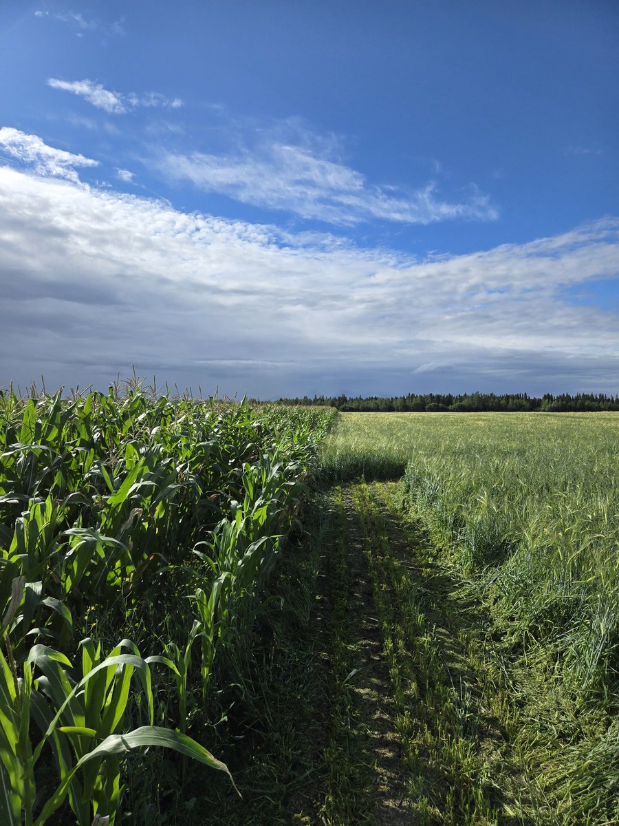 DrBart_Beef's tweet image. Awesome week in Alberta - field tours &amp;amp; workshops! #AgExtension #CornBarleySilage #CoverCrops #ForagesInTheField @Farmnorthof58 @PCBFA @extensionnpara #AppliedBeefForageResearch