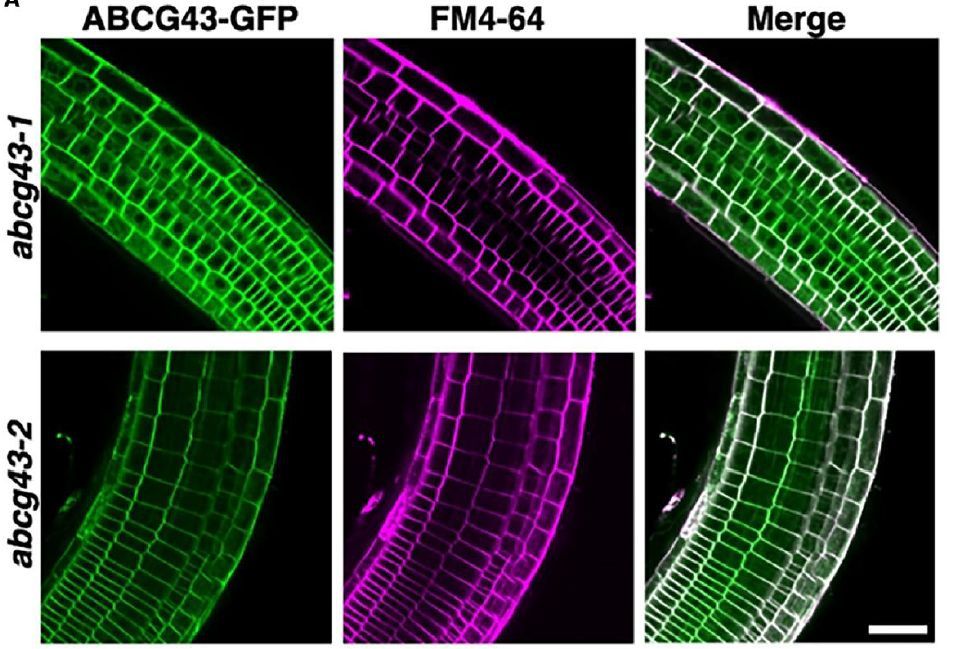 Plant Physiology (@plantphys) on Twitter photo NEWS & VIEWS:  Holding it together: ABCG43 regulates root-soil interactions via root exudates (Avilash Singh Yadav) doi.org/10.1093/plphys… <a href="/Morpholosophist/">Avilash Singh Yadav</a> <a href="/ASPB/">ASPB</a> #PlantSci NEWS & VIEWS:  Holding it together: ABCG43 regulates root-soil interactions via root exudates (Avilash Singh Yadav) doi.org/10.1093/plphys… <a href="/Morpholosophist/">Avilash Singh Yadav</a> <a href="/ASPB/">ASPB</a> #PlantSci