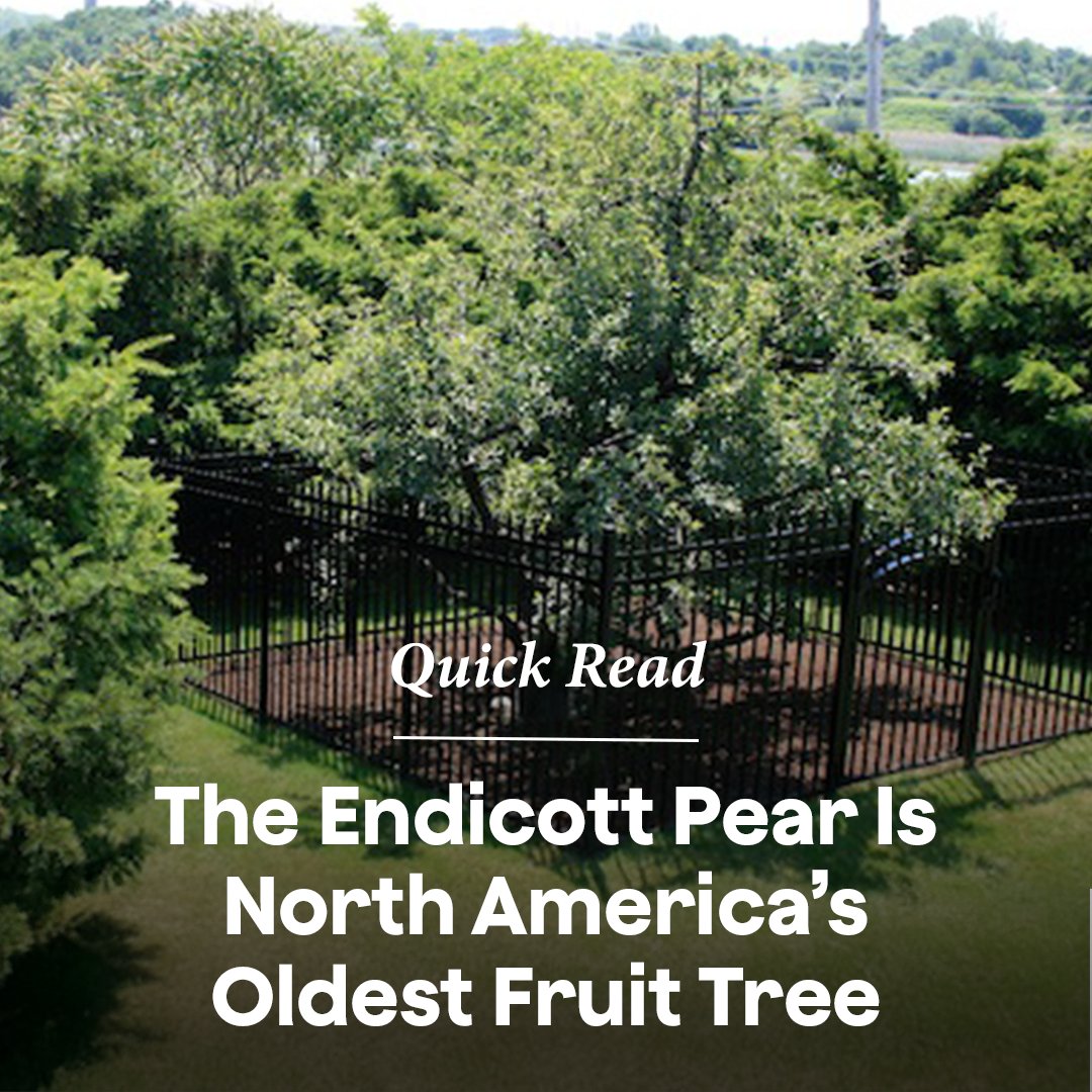 Known as North America's oldest cultivated #FruitTree, the #EndicottPear Tree has survived a lot! It has lived through neglect, decay, insect attacks, and still bigger challenges, like serious #hurricanes in 1804, 1815, 1843, and 1934. 

Read more 🍐 online.kidsdiscover.com/quickread/the-…
