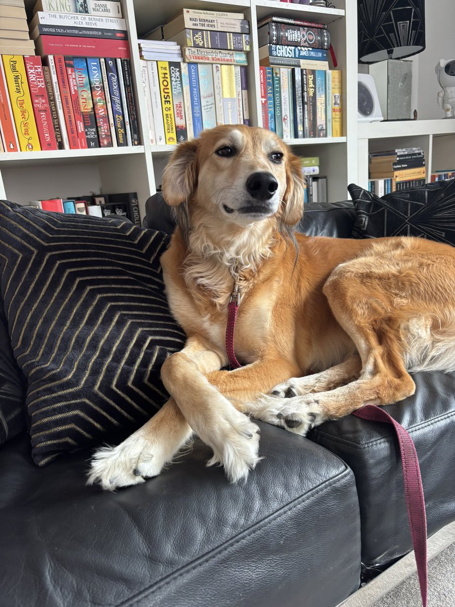 Claire L Meadows MA 🖋️ tweet media