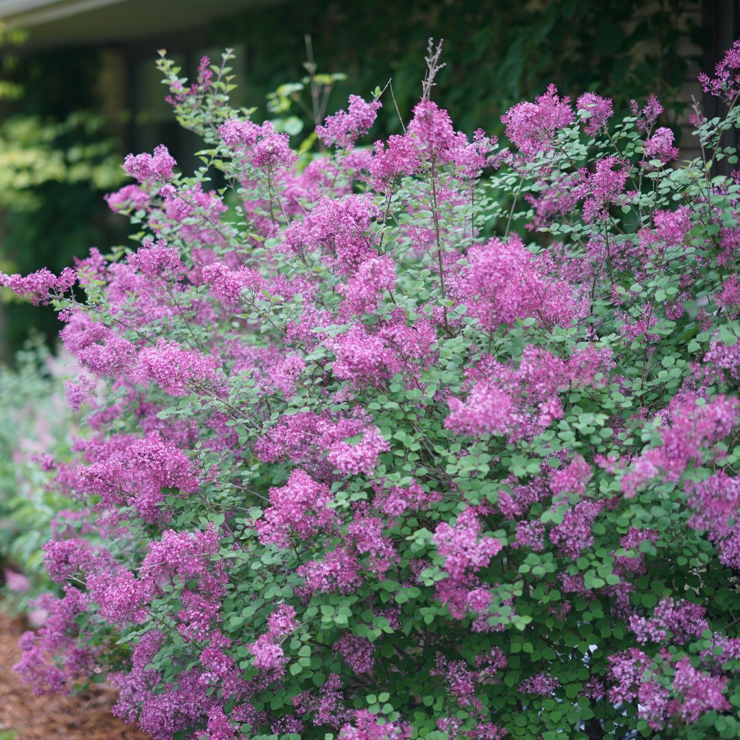 naturehills's tweet photo. Guess who’s blooming again? 💜

 Bloomerang® Dark Purple Lilac brings fresh color &amp; fragrance to your fall garden! A true rebloomer — spring and September through frost.

👉 Learn more: https://t.co/r449yKdkqq

#BloomerangLilac #FallBloomers #LilacLove #NatureHills https://t.co/ltZBCYOOVY
