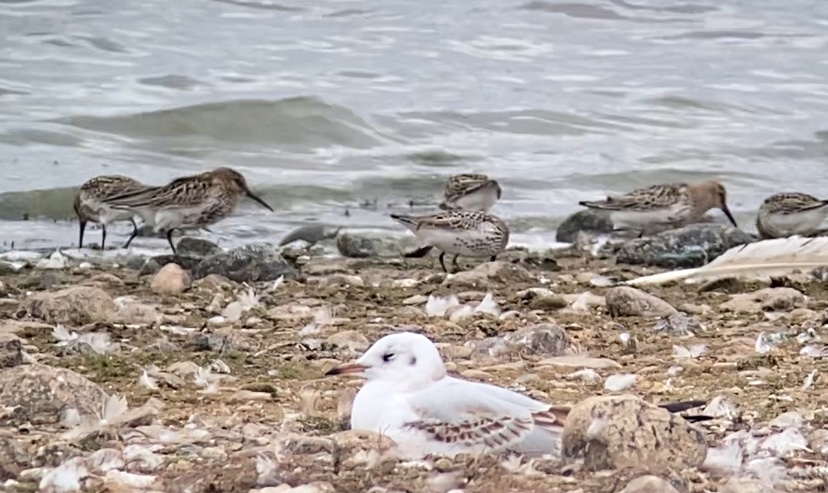 An afternoon at the res with plenty to see and signs that  Autumn is on us. L Scaups Garganey 8 GW 13 LE. 7 Com sand 6 Dunlin 3 Grn shank  R shank grn sand 3 LG 3 RP 5 LRP 2 oyc  Ad YLG. . 2 Hobby R kite. Spot fly and wheatear. 275 Cormorant 😯. <a href="/WestMidBirdClub/">West Midland Bird Club</a>