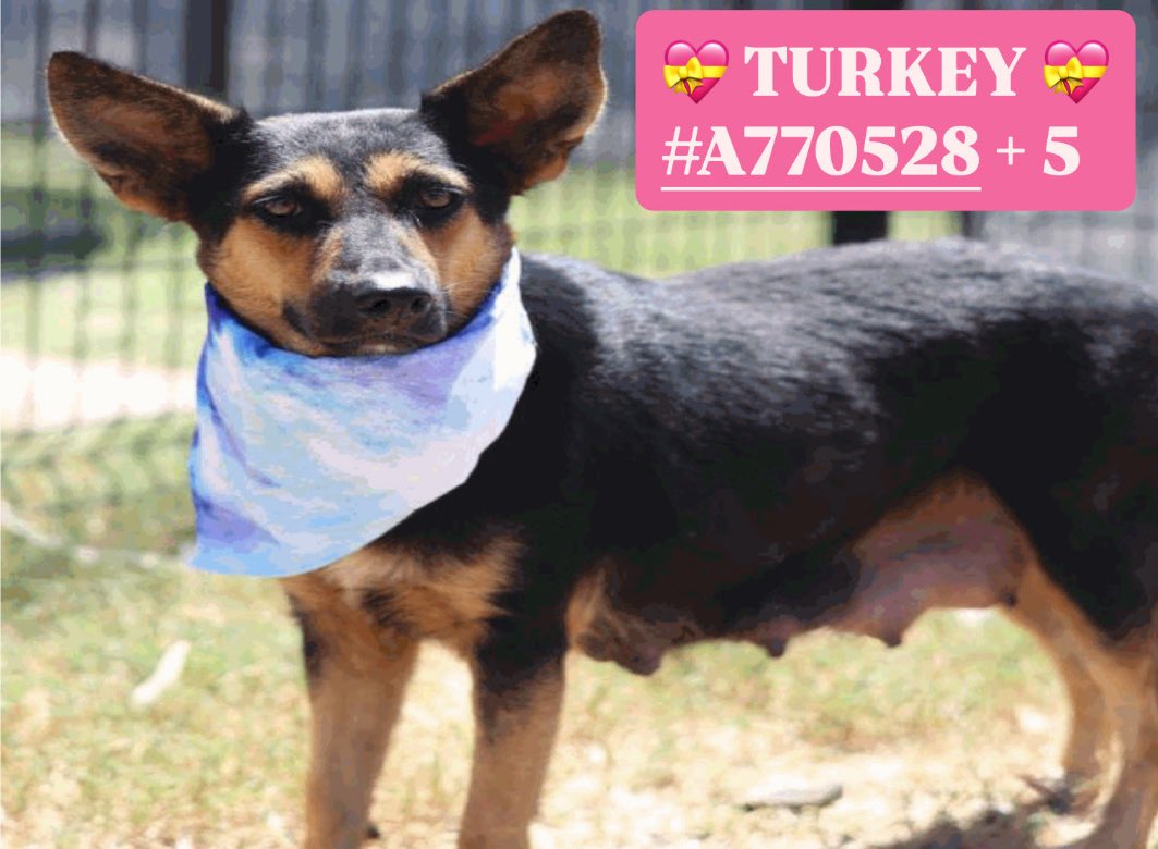 Aurora ⸆⸉ ❯❯❯❯ (@_taysmyoxygen1d) on Twitter photo 🆘 SHEPHERD DOG MOM & HER 5 BABIES CAN BE KILLED AS SOON AS SPACE IS NEEDED BY #SANANTONIO ACS #TEXAS‼️
💝 TURKEY 💝#A770528 2yo
💕sweet, dog friendly
📍Their deadline was 8.20
⚠️Actively nursing
#Foster &/or #Rescue only📧 acsrescue-foster@sanantonio.gov
☎️2102076669
#PLEDGE 🆘 SHEPHERD DOG MOM & HER 5 BABIES CAN BE KILLED AS SOON AS SPACE IS NEEDED BY #SANANTONIO ACS #TEXAS‼️
💝 TURKEY 💝#A770528 2yo
💕sweet, dog friendly
📍Their deadline was 8.20
⚠️Actively nursing
#Foster &/or #Rescue only📧 acsrescue-foster@sanantonio.gov
☎️2102076669
#PLEDGE