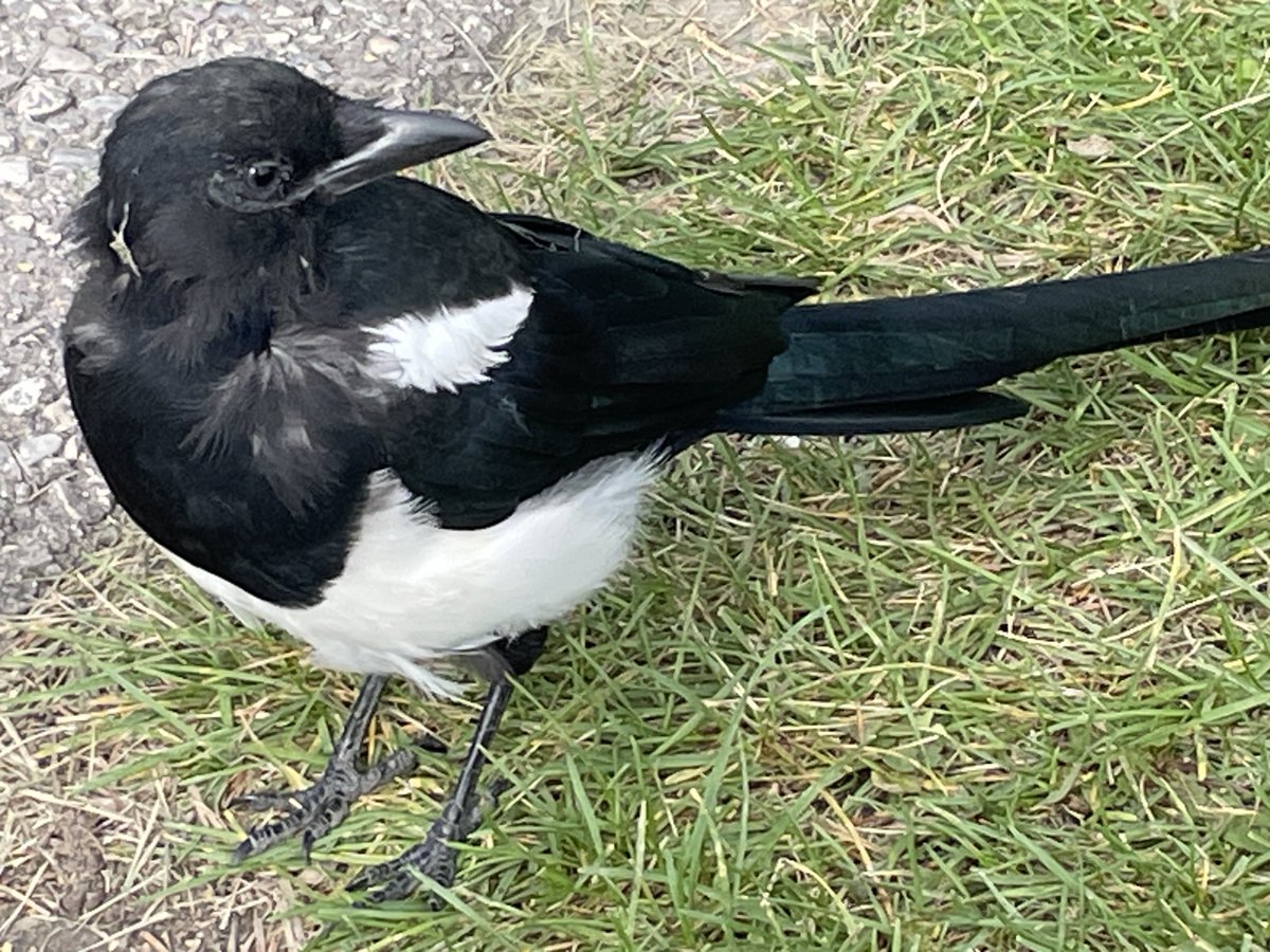 Wish I could help with that sticky-out feather! ☹️
#Magpies