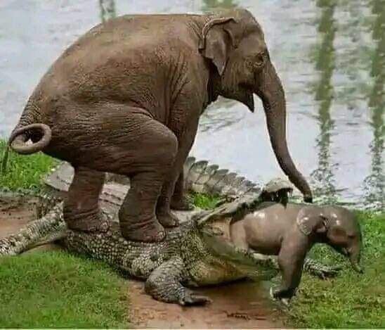 abu Osama (@qyrzyd) on Twitter photo 