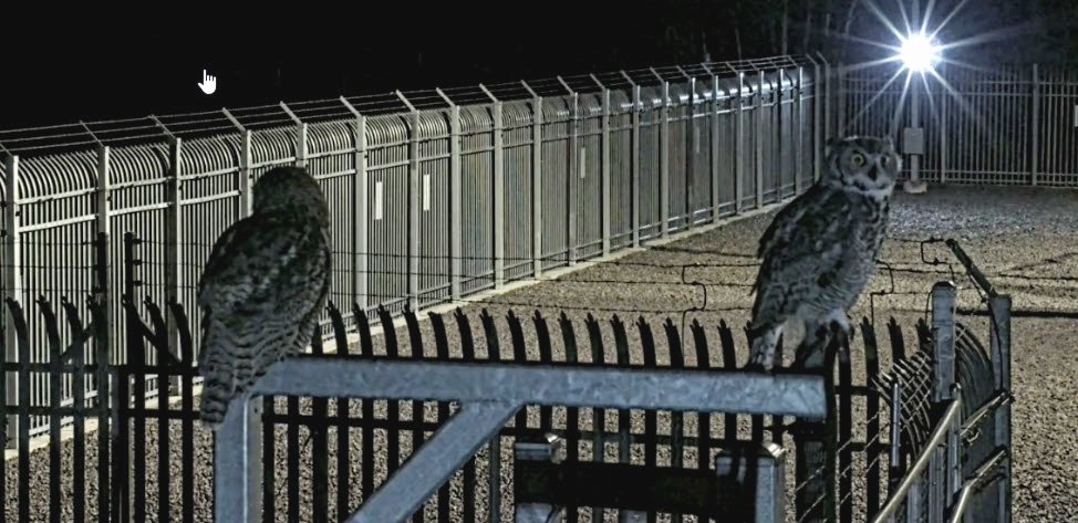 Recent security inspection by two Great Horned Owls at one of our facilities.😁

We occasionally spot Alberta's official bird at our sites after sundown.🦉

#YYC #AB #BirdNerd
