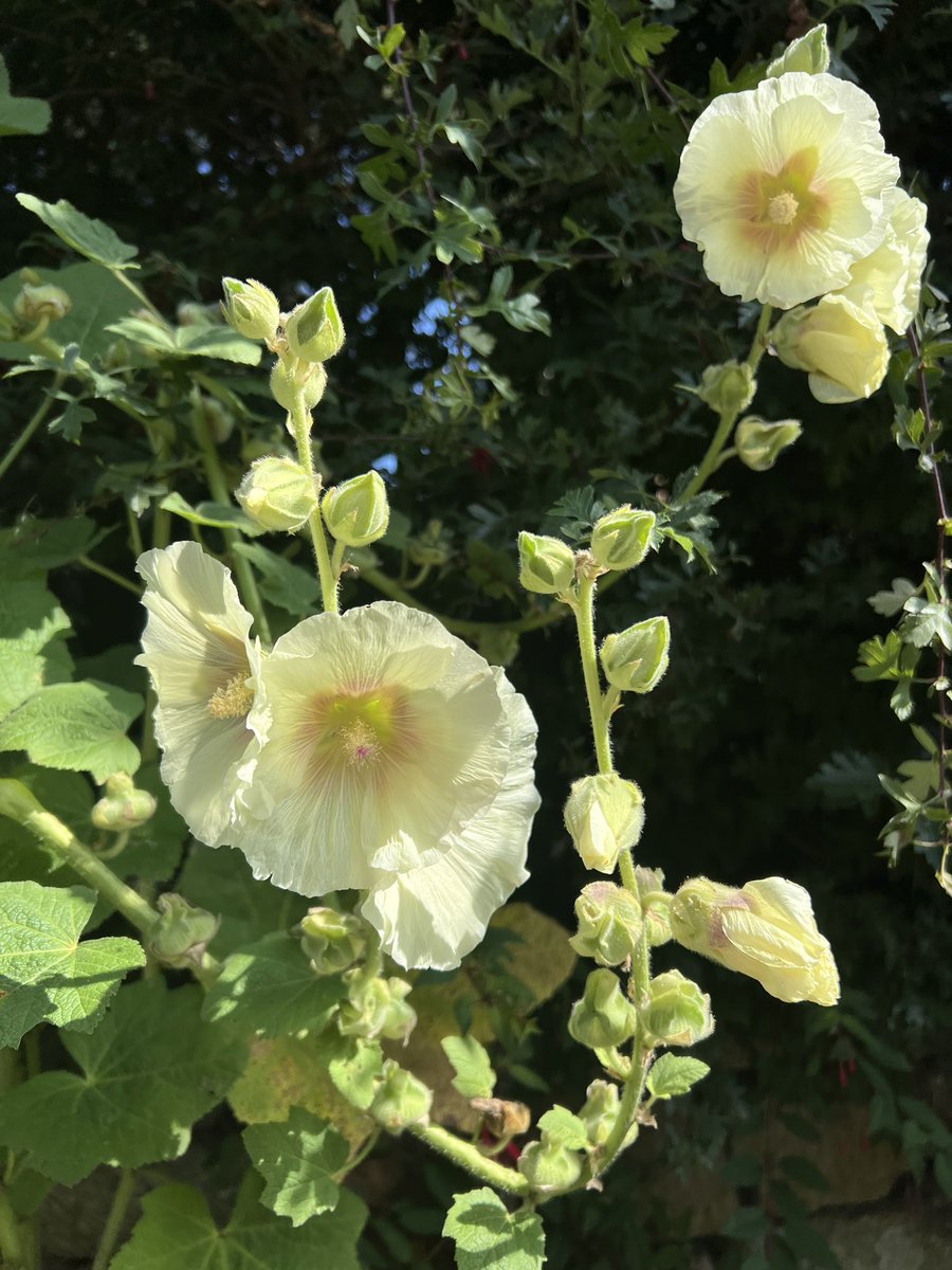 #realflowers #flowerphotography #hollyhock