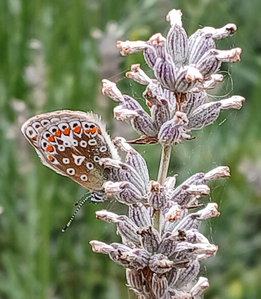 Anyone know what species of butterfly this is? It was on our lavender yesterday. Size approx 1-1.5 cm. #GardenersWorld