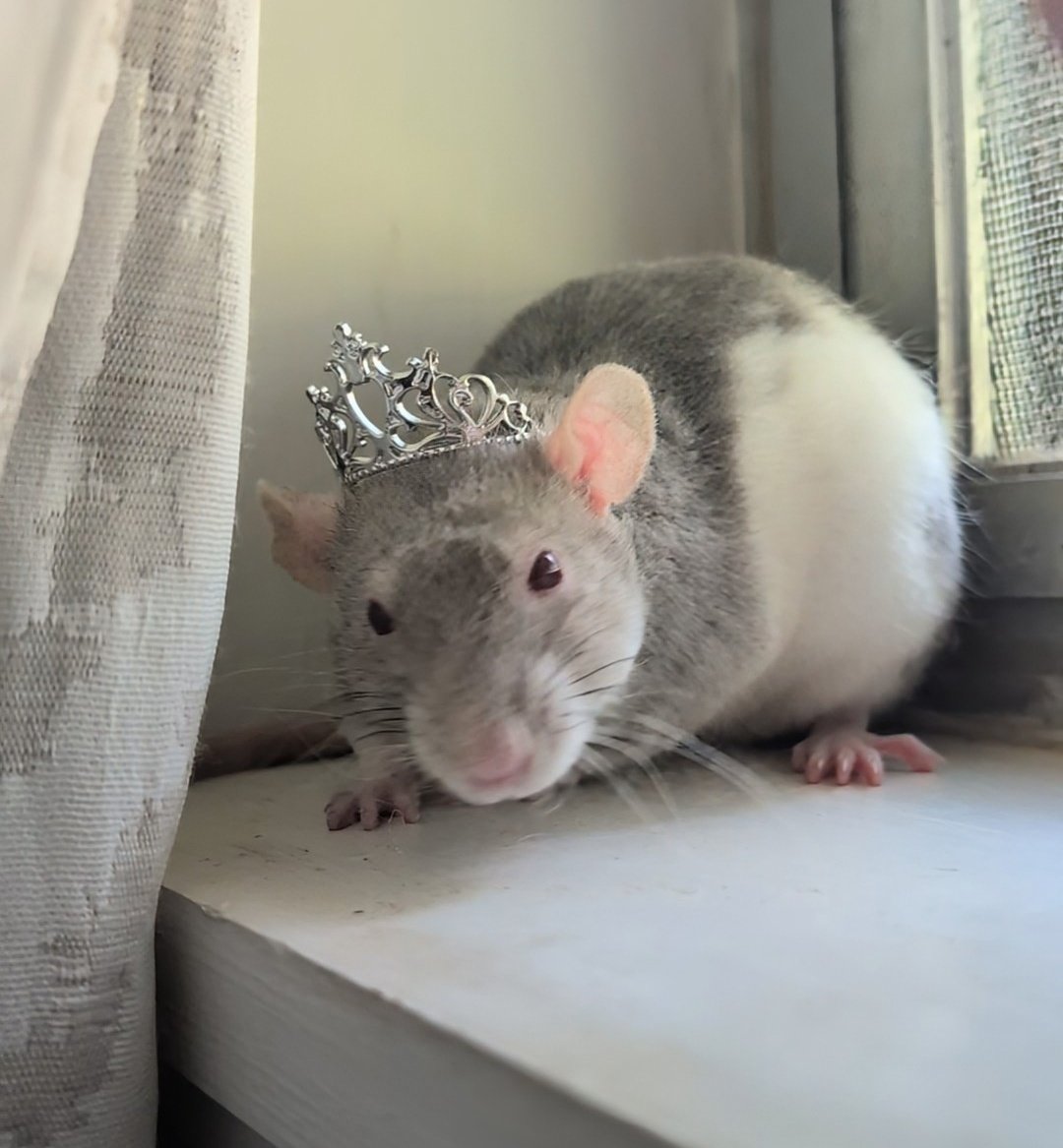 Charles says he’s King of the Rats, but until he shows PoR, Princess Peach respectfully challenges him for the throne.