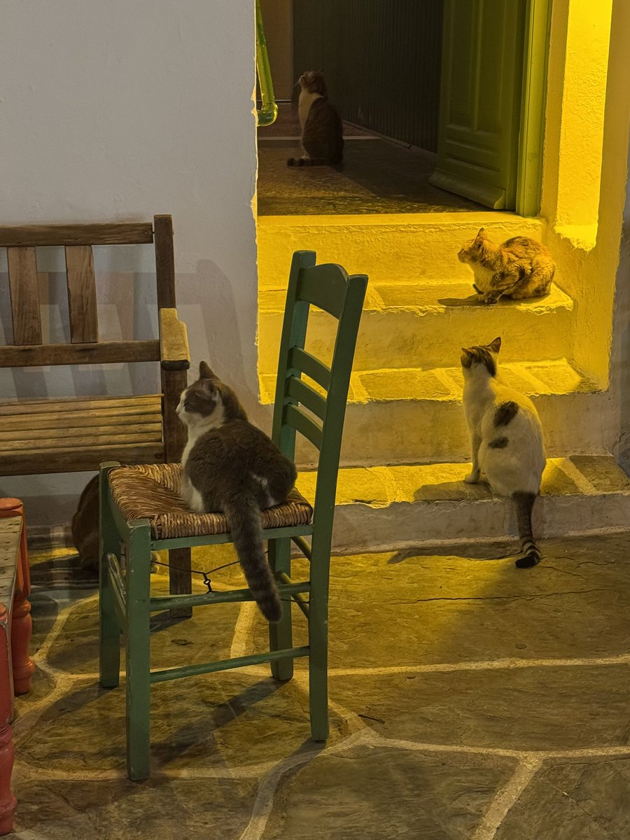 Si t’aimes pas les chats en Grèce 🫠
