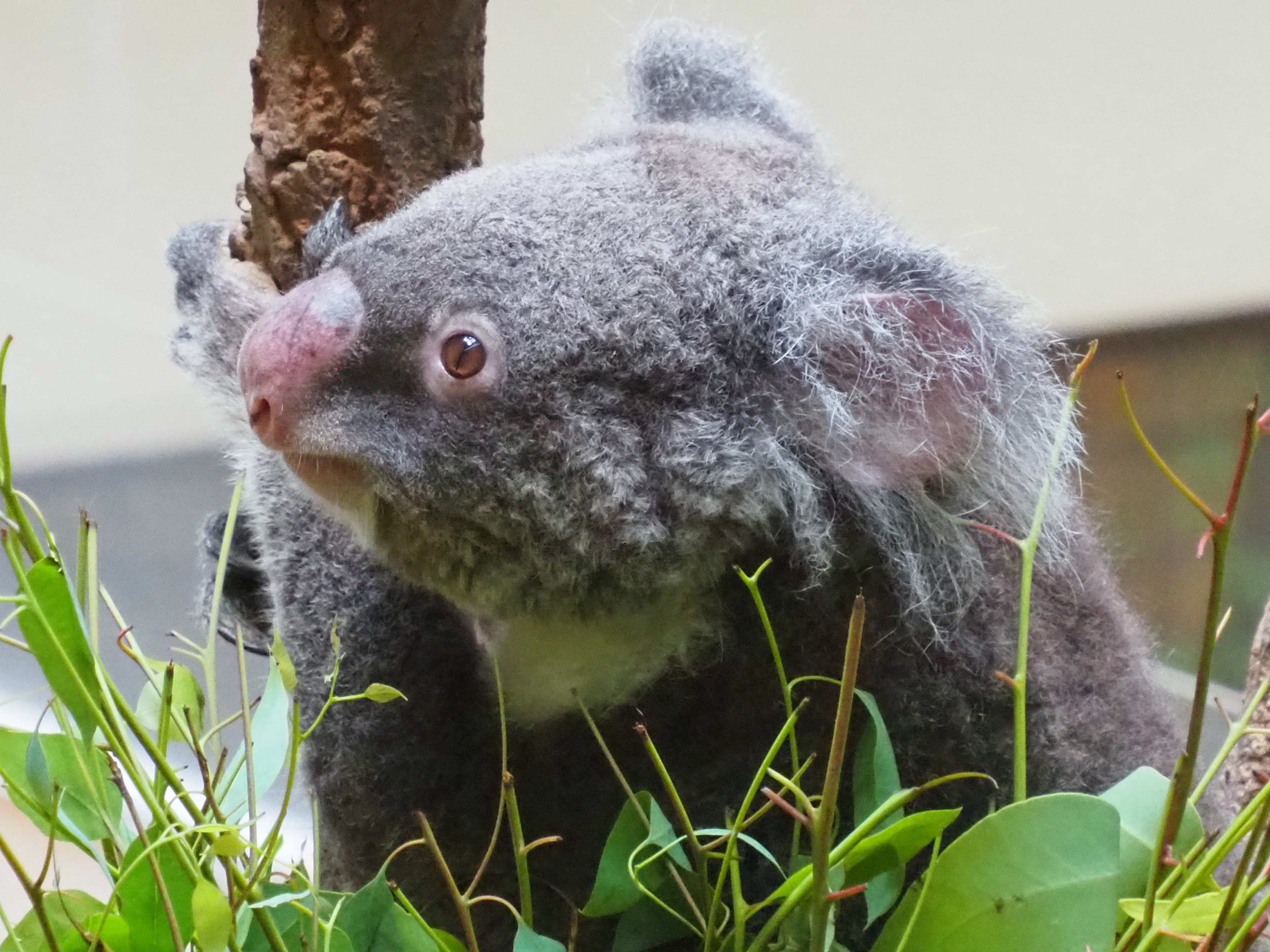 反抗期コアラ様 将来有望だ寝🐨🎀🐨👶 20250713 🙅‍♀️無断転載禁止です