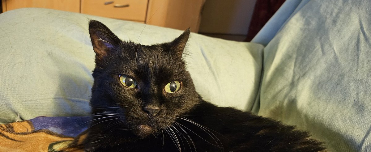 Bon vikend a tousse. <a href="/JamaisMaurice/">Jamais sans Maurice</a> #FelinFriday