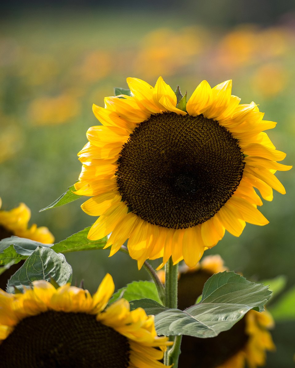 Here comes the sunflower 🌻 (photo by Rory Doyle)