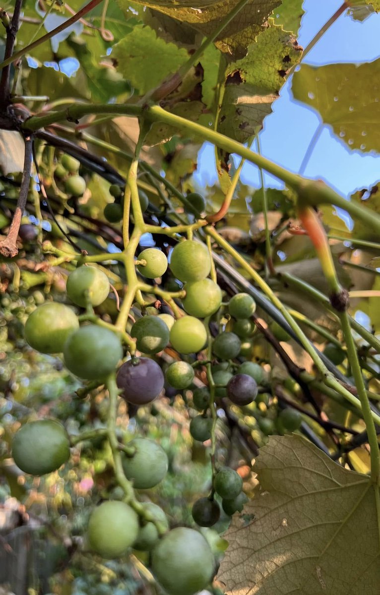 Michael Lee Rilee (@lee_rilee5mike) on Twitter photo 