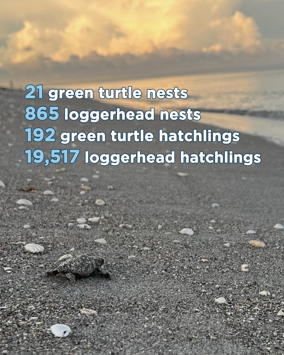 SCCF_SWFL's tweet image. #SeaTurtle Update 🐢 We’ve surpassed last year’s total for emerged loggerhead hatchlings on Sanibel and Captiva, which was a 10-year low. We’ve also surpassed last year’s green turtle numbers for both nests &amp;amp; hatchlings!

Please turn off/shield beach-front lights after 9 p.m. &amp;amp;