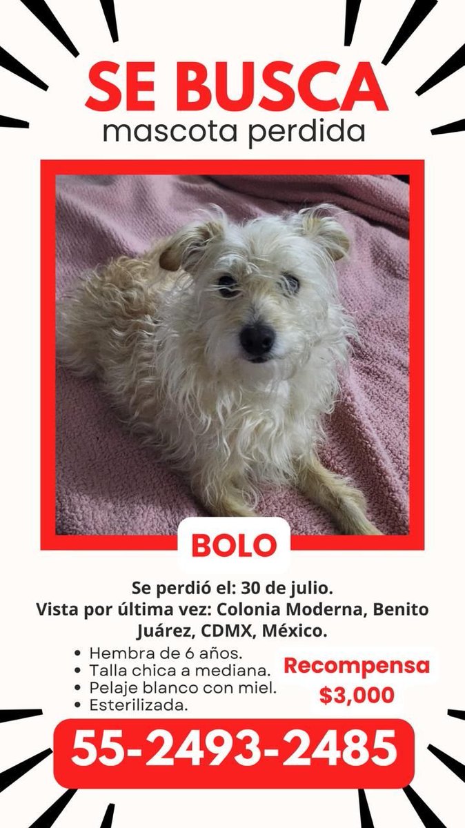 Ana Ballesteros (@anaballesterosl) on Twitter photo BOLO: perdida el 30/07/25 en CDMX. Gracias por RT. <a href="/MascotasSismo/">Mascotas Sismo</a> <a href="/mascotasdifunde/">Difusión de mascotas</a> <a href="/PrrosPerdidosMX/">PerrosPerdidosMx</a> <a href="/perrososmx/">🅿🅴🆁🆁🅾🆂🅾🆂🅼🆇</a> <a href="/Perrosenlacalle/">Alfredo Marquez T.</a> <a href="/Alina_Gag/">Alina</a> <a href="/Nyu_umi/">JJ</a> <a href="/VIBRAmascotas/">VIBRA</a> <a href="/segoviasan/">Sandra Segovia. Todos Somos Animales sí también tú</a> <a href="/PerdiDogsCDMX/">Perros Perdidos CDMX</a> <a href="/PerdiDogsMx/">PerdiDogsMx</a> <a href="/lawera33/">Perros Encontrados sin su dueño</a> <a href="/AccionesBJ/">Acciones BJ</a> <a href="/FundacionToby/">Fundación Toby</a> BOLO: perdida el 30/07/25 en CDMX. Gracias por RT. <a href="/MascotasSismo/">Mascotas Sismo</a> <a href="/mascotasdifunde/">Difusión de mascotas</a> <a href="/PrrosPerdidosMX/">PerrosPerdidosMx</a> <a href="/perrososmx/">🅿🅴🆁🆁🅾🆂🅾🆂🅼🆇</a> <a href="/Perrosenlacalle/">Alfredo Marquez T.</a> <a href="/Alina_Gag/">Alina</a> <a href="/Nyu_umi/">JJ</a> <a href="/VIBRAmascotas/">VIBRA</a> <a href="/segoviasan/">Sandra Segovia. Todos Somos Animales sí también tú</a> <a href="/PerdiDogsCDMX/">Perros Perdidos CDMX</a> <a href="/PerdiDogsMx/">PerdiDogsMx</a> <a href="/lawera33/">Perros Encontrados sin su dueño</a> <a href="/AccionesBJ/">Acciones BJ</a> <a href="/FundacionToby/">Fundación Toby</a>