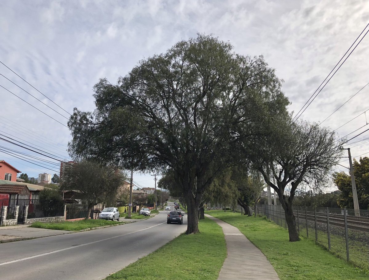 Así son los árboles cuando los dejan crecer.
Así es la relación de tamaño entre la copa y el tronco.
Este es un hermoso Molle.
Alberga vida, embellece el paisaje, nos da buena sombra, afirma el terreno, amortigua el viento y el ruido y mantiene la humedad del suelo y del aire.