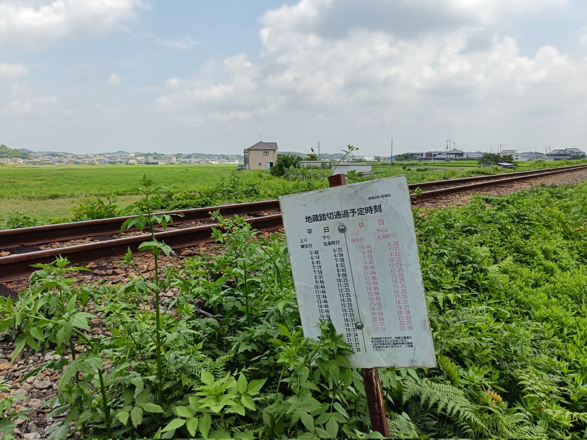 大歳神社
兵庫県加西市東長町に鎮座
ゼロ距離鳥居です
狛犬が遠くを見渡す光景は素晴らしい
鳥居奥に電車の通過予定時刻が書いてあるので、それに合わせるのが良き
しかしすごい立地
この部分だけ雑草がないので地元の人はここから参拝しているのだろうか？
北条鉄道の電車は可愛らしいですね🚃⛩️