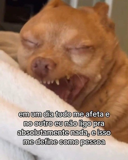 memes para relaxar e sobreviver tweet media