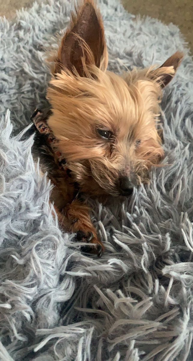 runescapefiend's tweet photo. Yesterday it was 1 year since Jasper passed. I thought it would get easier but I still miss my best friend every single day. I know he’s devouring chicken nuggets in heaven right now https://t.co/CpZJlx76k9