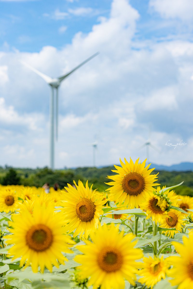おそらく今年最後のひまわり撮影
そろそろ秋の花も咲きだすかな？
秋桜、曼珠沙華、やくらいの花畑も楽しみ😊

#布引風の高原
