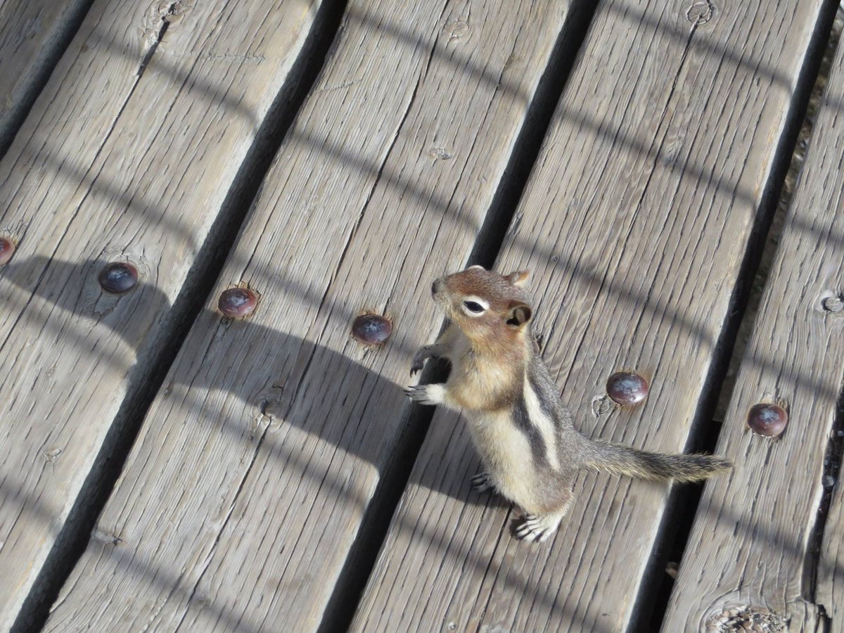 rainbow_goddess's tweet photo. @banfflakelouise Here's a picture of a curious chipmunk at the Banff Gondola. Don't worry, I didn't feed the little guy/gal. https://t.co/A7MfBjuGyz